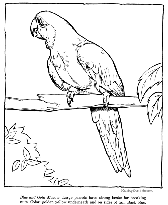 Macaw picture coloring sheets - Zoo animals 029