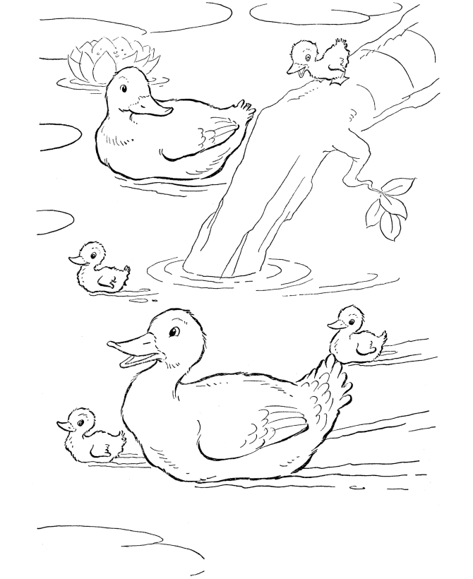 Free Printable Duck Coloring Pages For Kids