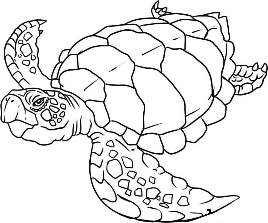 Animal Coloring Sea Life Coloring Pages Presented By Realistic 