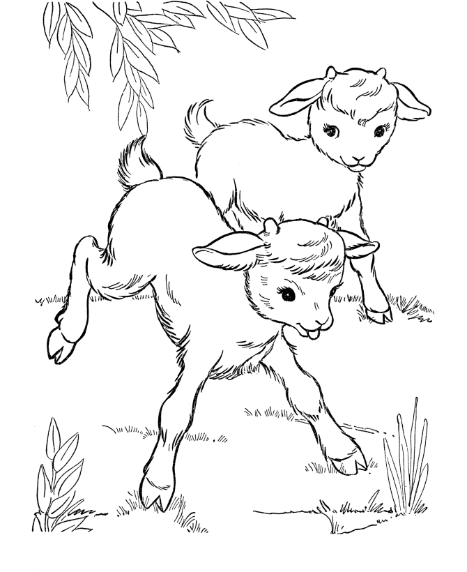Farm Animal Coloring Pages | Printable Baby goats Coloring Page ...