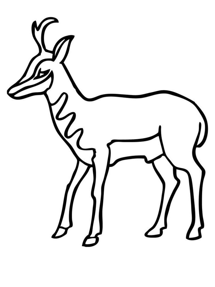Impala coloring pages printable. Impala is an animal that is a type of  antelope and inhabits the steppe region in t… | Coloring pages, Animal coloring  pages, Impala