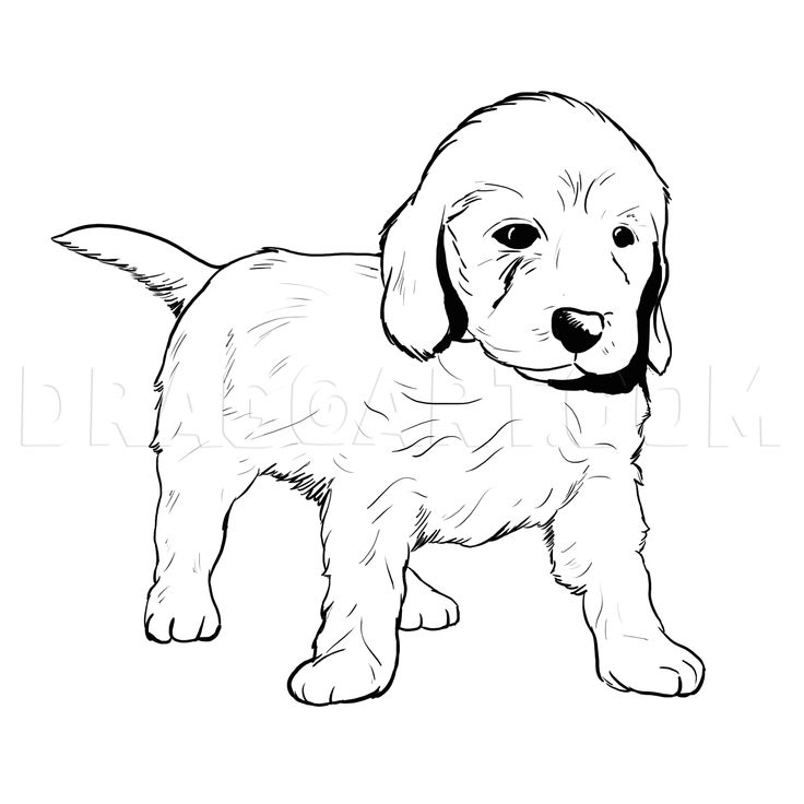 How To Draw A Labradoodle, Step by Step, Drawing Guide, by MichaelY |  dragoart.com | Labradoodle, Golden retriever, Golden retrievers