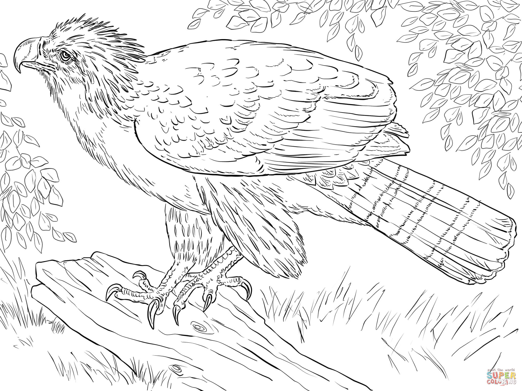 Philippine Eagle Perched on a Branch coloring page | Free Printable Coloring  Pages