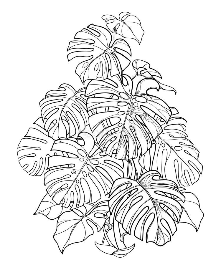 Vector bush of outline tropical Monstera or Swiss cheese plant in black  isolated on white background. Ornate … | Esbozar dibujos, Dibujo lineal,  Ilustración de hoja