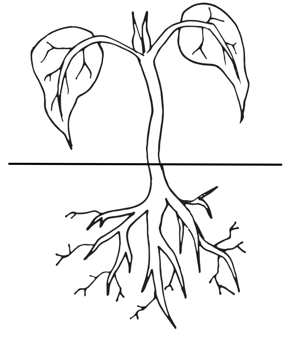 Plant Life Cycle Clipart, Worksheet & Coloring Page -