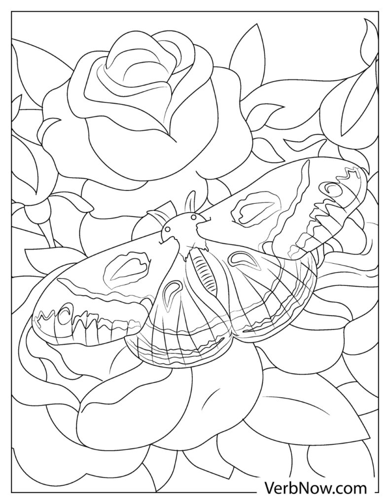 Free MOTH Coloring Pages & Book for Download (Printable PDF) - VerbNow