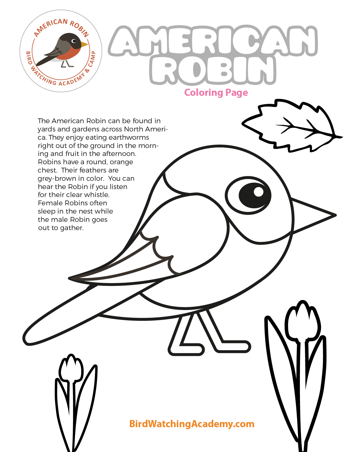 American Robin Coloring Page Watching Academy - Coloring Nation