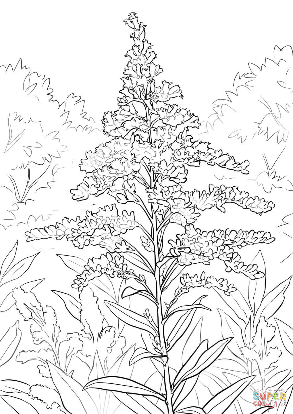 Giant Goldenrod coloring page | Free Printable Coloring Pages