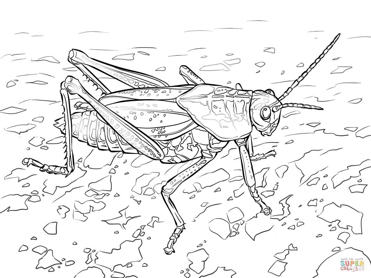 Eastern Lubber Grasshopper coloring page | Free Printable Coloring ...