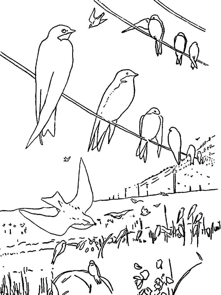 Online coloring pages Coloring page Swallows swallow, Download print coloring  page.