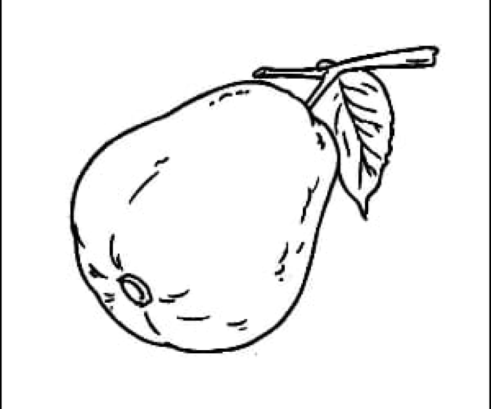 Picture of guava for coloring book pages