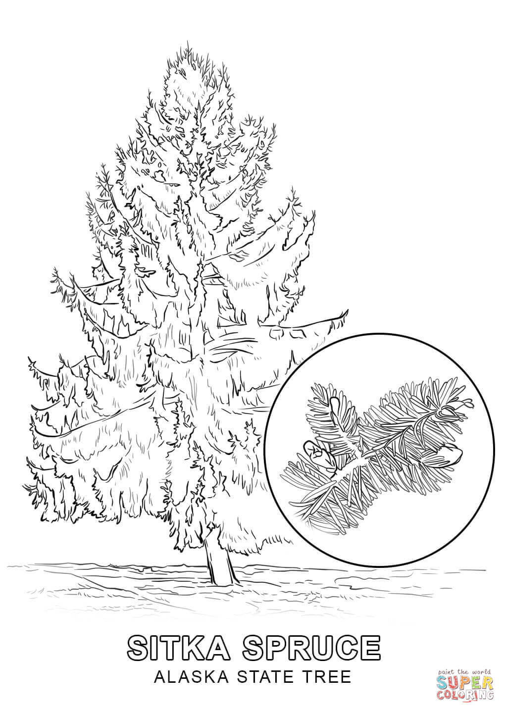 Alaska State Tree coloring page | Free Printable Coloring Pages