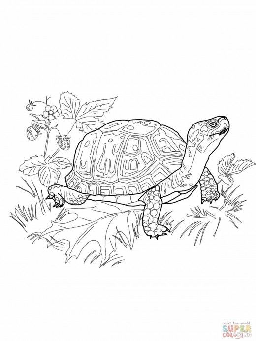 What You Should Know About Eastern Box Turtles | Turtle coloring pages,  Turtle drawing, Animal coloring pages