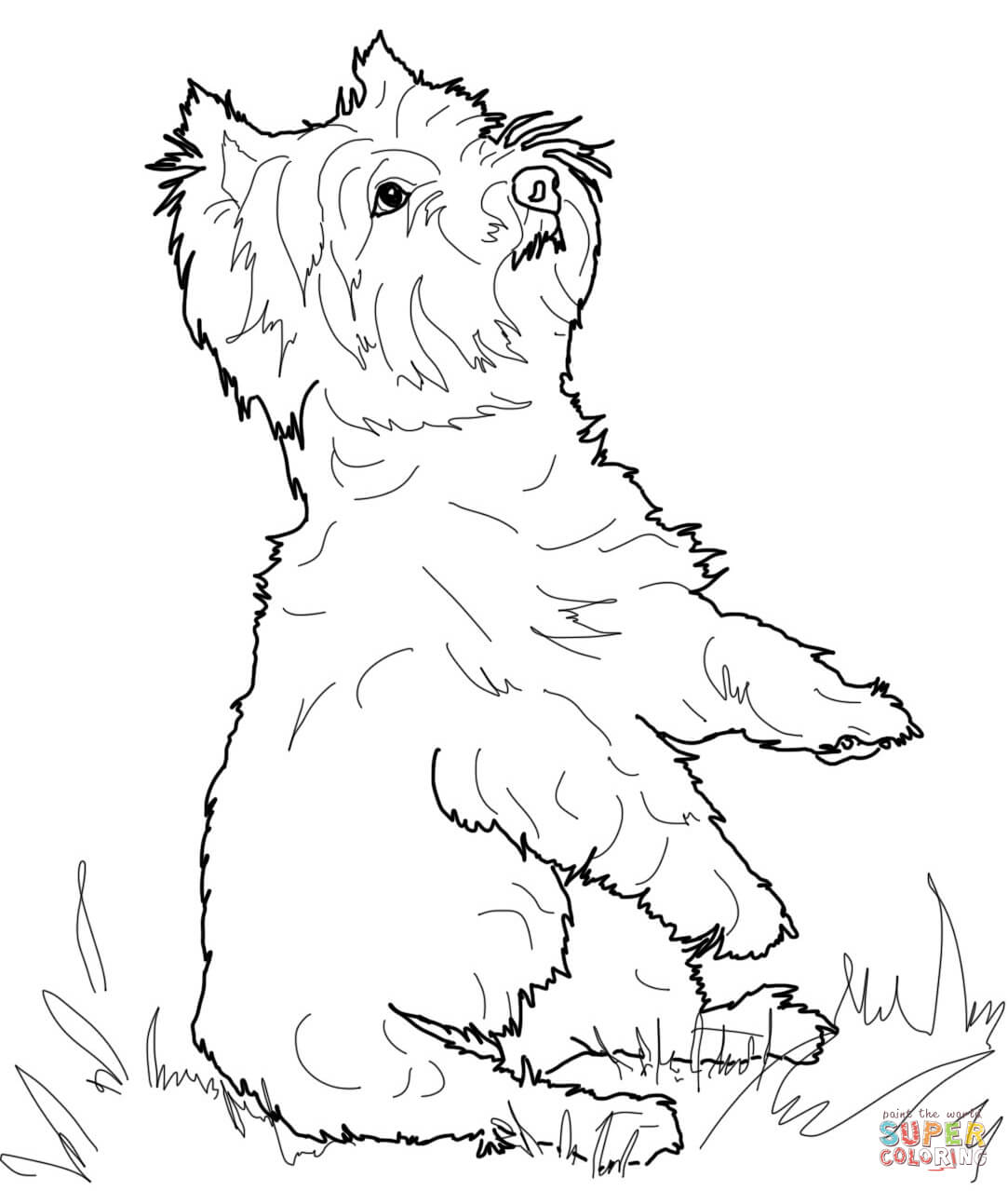 West Highland White Terrier coloring page | Free Printable Coloring Pages