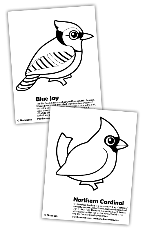 Blue Jay and Cardinal Coloring Pages in Coloring Pages, Free ...