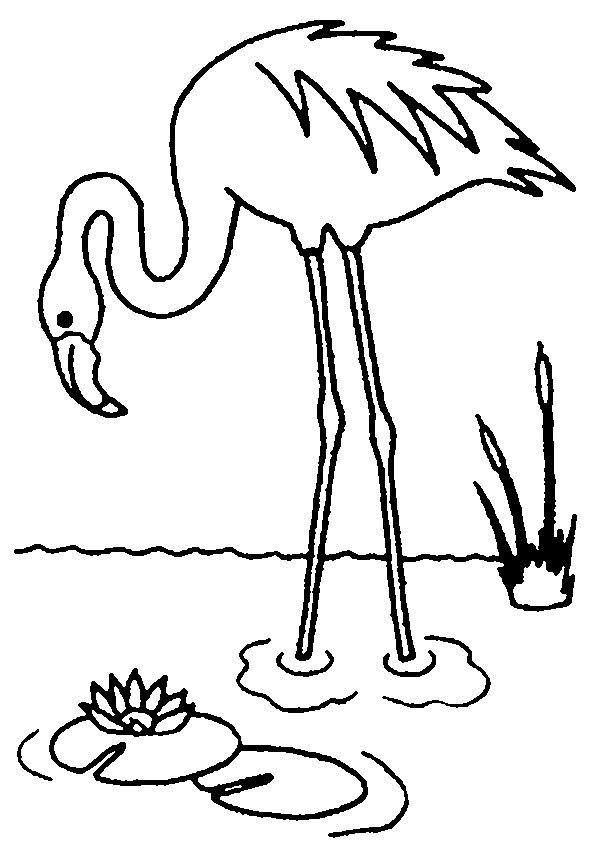 Flamingo coloring pages | Flamingo coloring page, Bird coloring ...