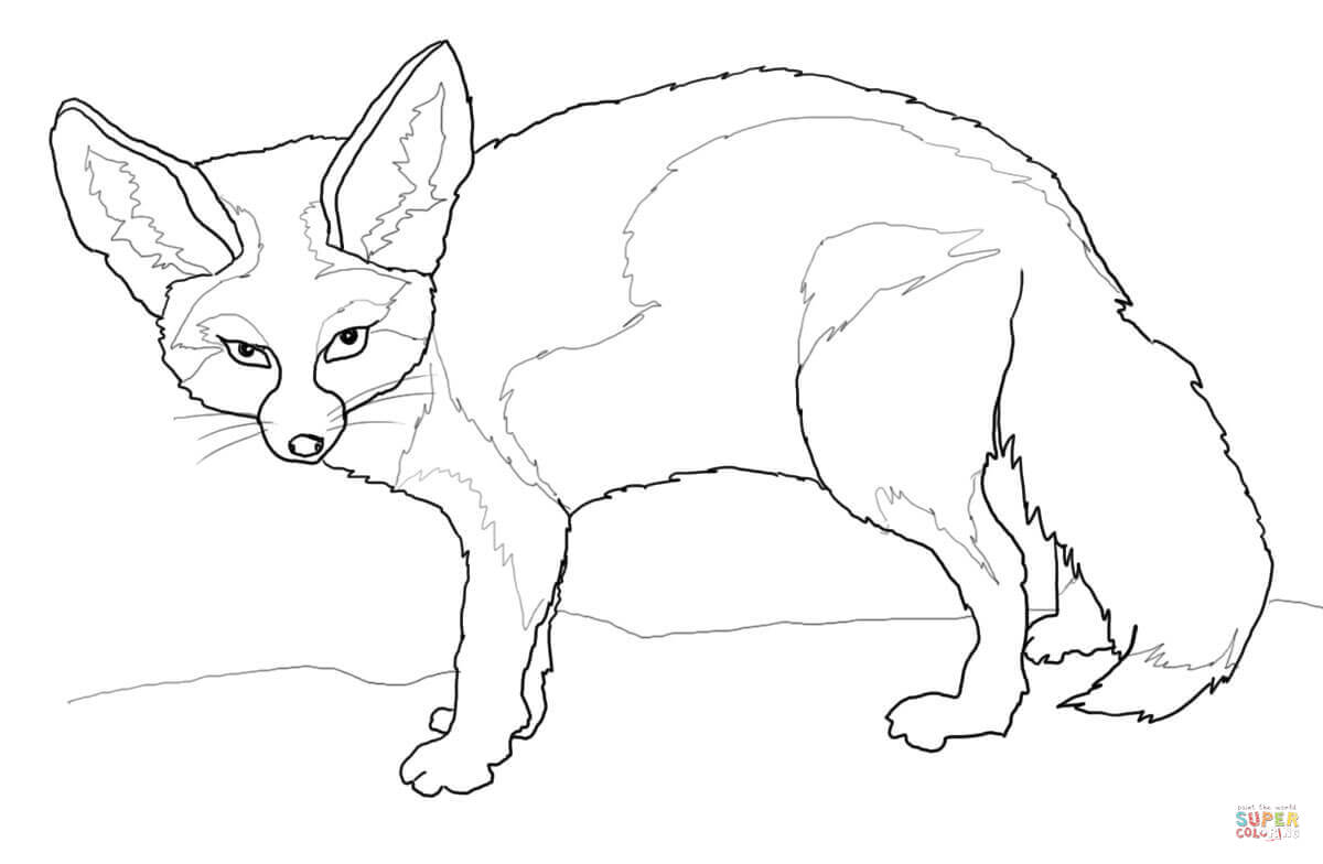Fennec Fox coloring page | Free Printable Coloring Pages