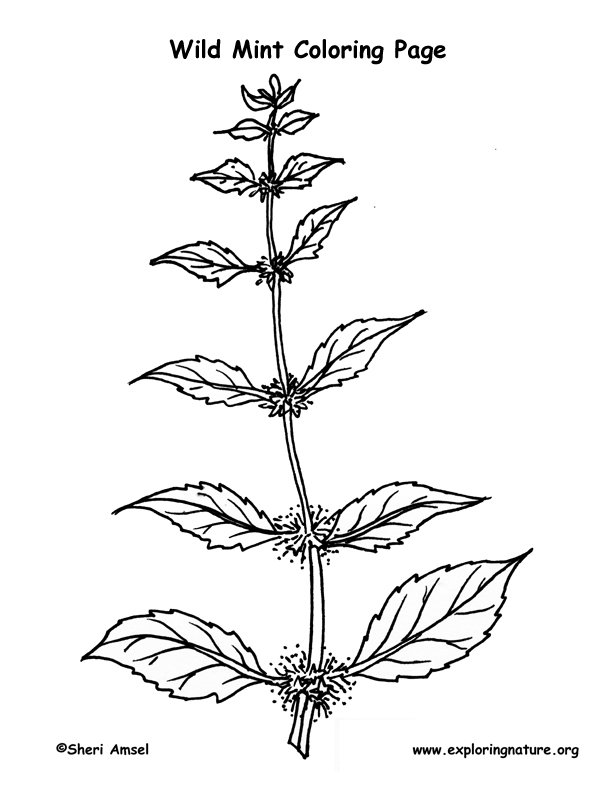 Mint Coloring Page