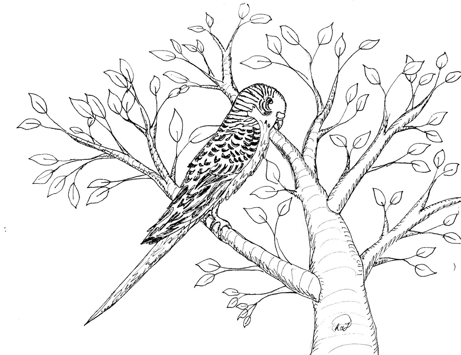 Robin's Great Coloring Pages: Budgerigar or Parakeet