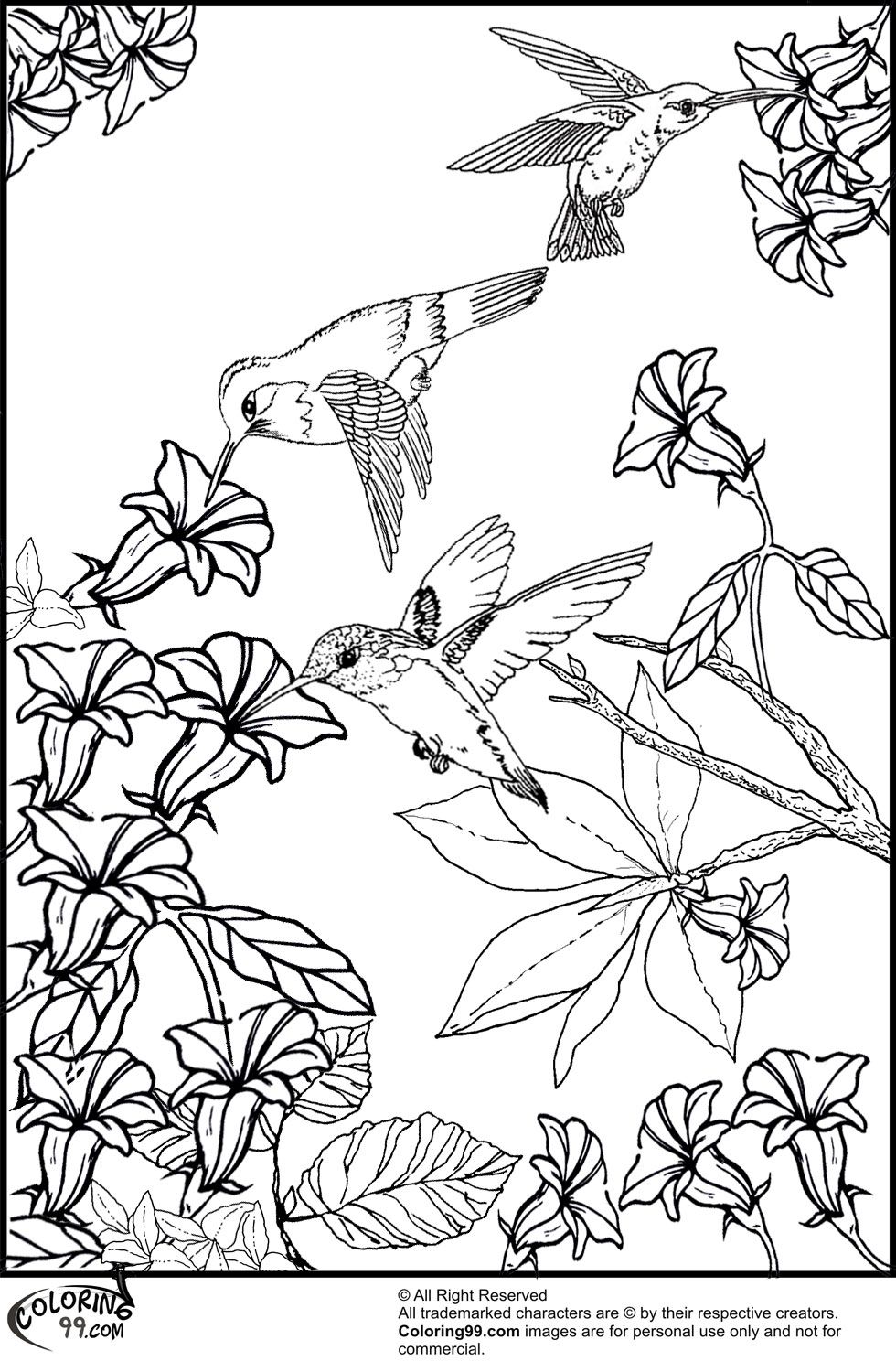 The-Pics.com - Images: Hummingbird Flower Coloring Pages