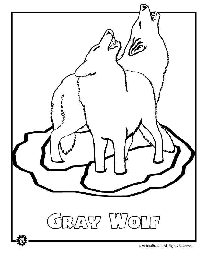 endangered-gray-wolf | Classroom Jr.