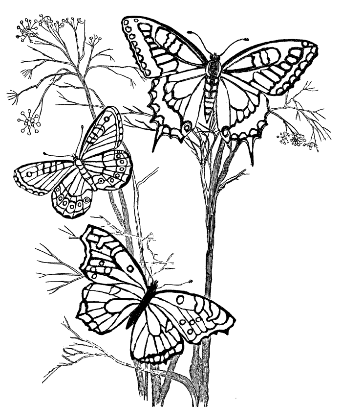 Butterfly Coloring Pages - 5 | Adult Coloring pages