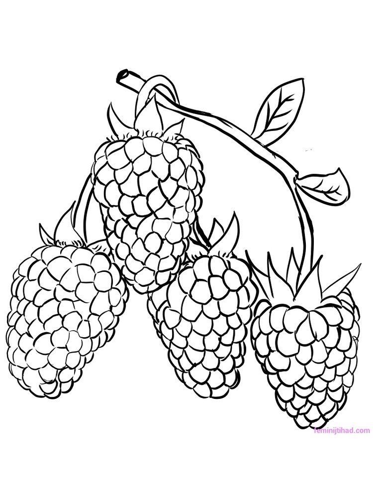 raspberry coloring page download. Raspberries are the fruit of the family  of berries which have ver… in 2021 | Coloring pages, Fruit coloring pages, Coloring  pages to print