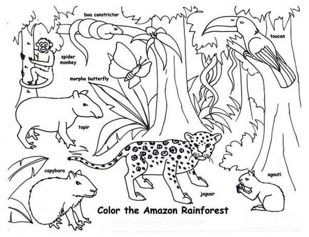 tropical rainforest animals coloring pages free unique rainforest jaguar coloring  pages best… | Amazon rainforest animals, Jungle coloring pages, Rainforest  animals