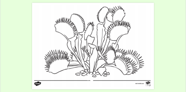 Venus Fly Trap Colouring Page | Colouring Sheets - Twinkl
