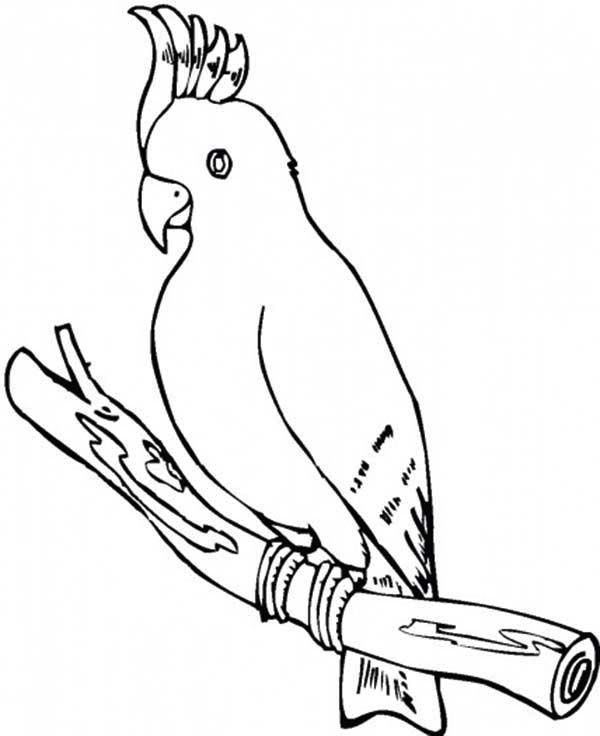 parrot coloring sheets free printable parrot coloring pages for ...