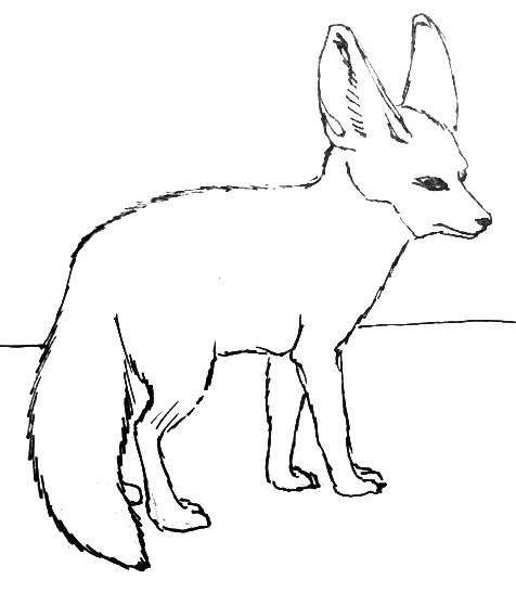 Fennec fox outline | Fox coloring page, Fennec fox, Drawings