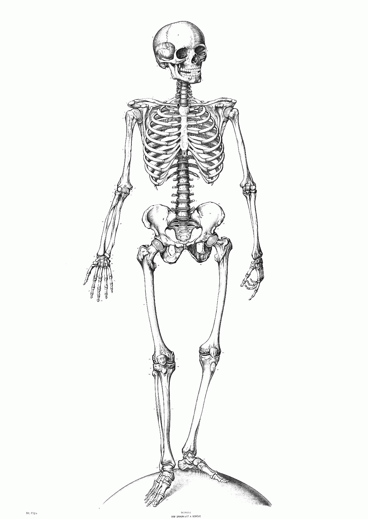 See Free Printable Skeleton Coloring Pages For Kids - Widetheme