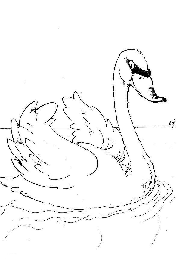 Kids-n-fun.com | 8 coloring pages of Swans