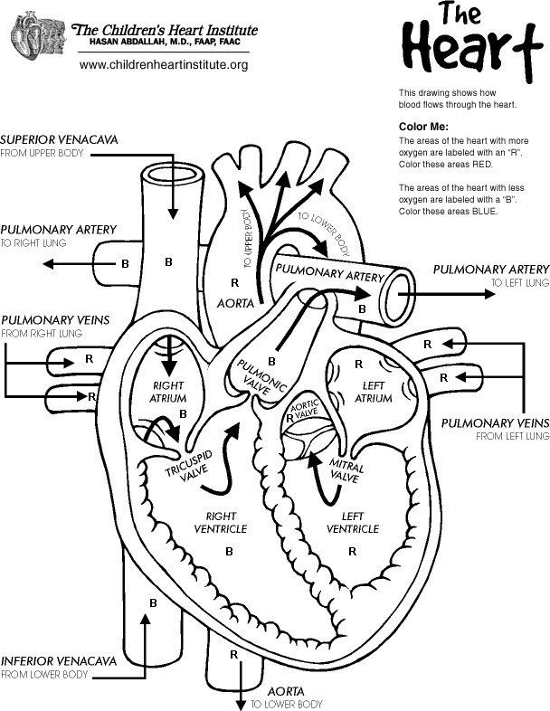 Free Heart Diagram Coloring Page Printable - Homeschool Giveaways