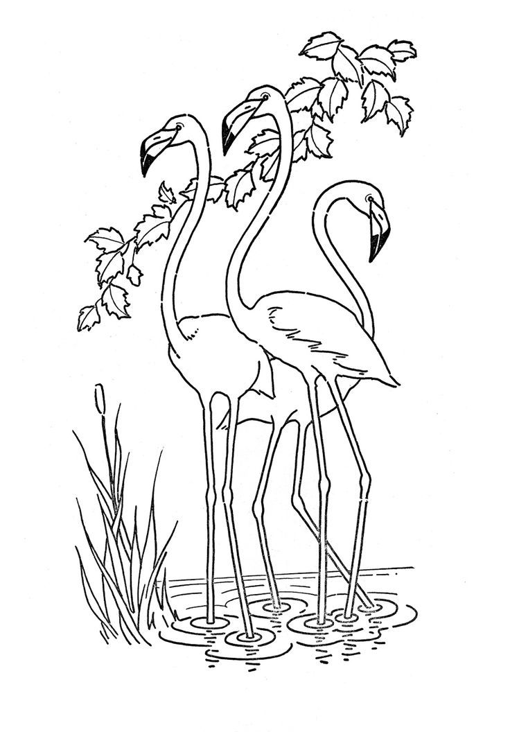 Kids Printable - Flamingo - Coloring Page | Flamingo coloring page ...