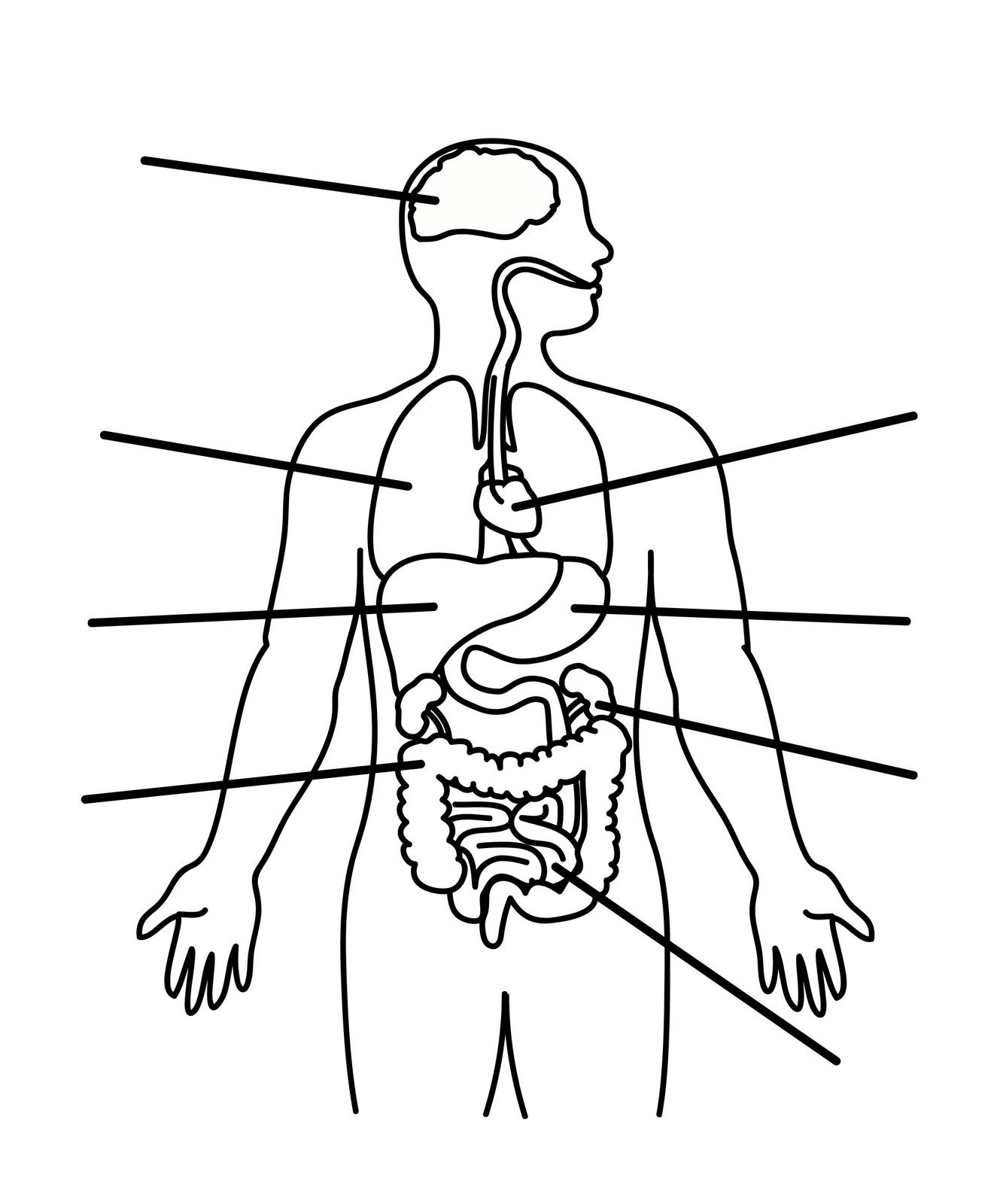 Drawing the Human Body Coloring | Human body worksheets, Human body organs,  Human body systems