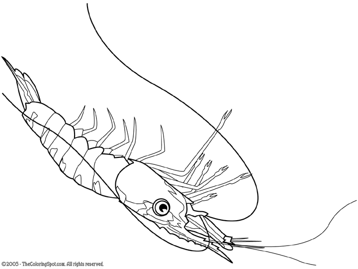 Shrimp Coloring Page | Audio Stories for Kids | Free Coloring ...
