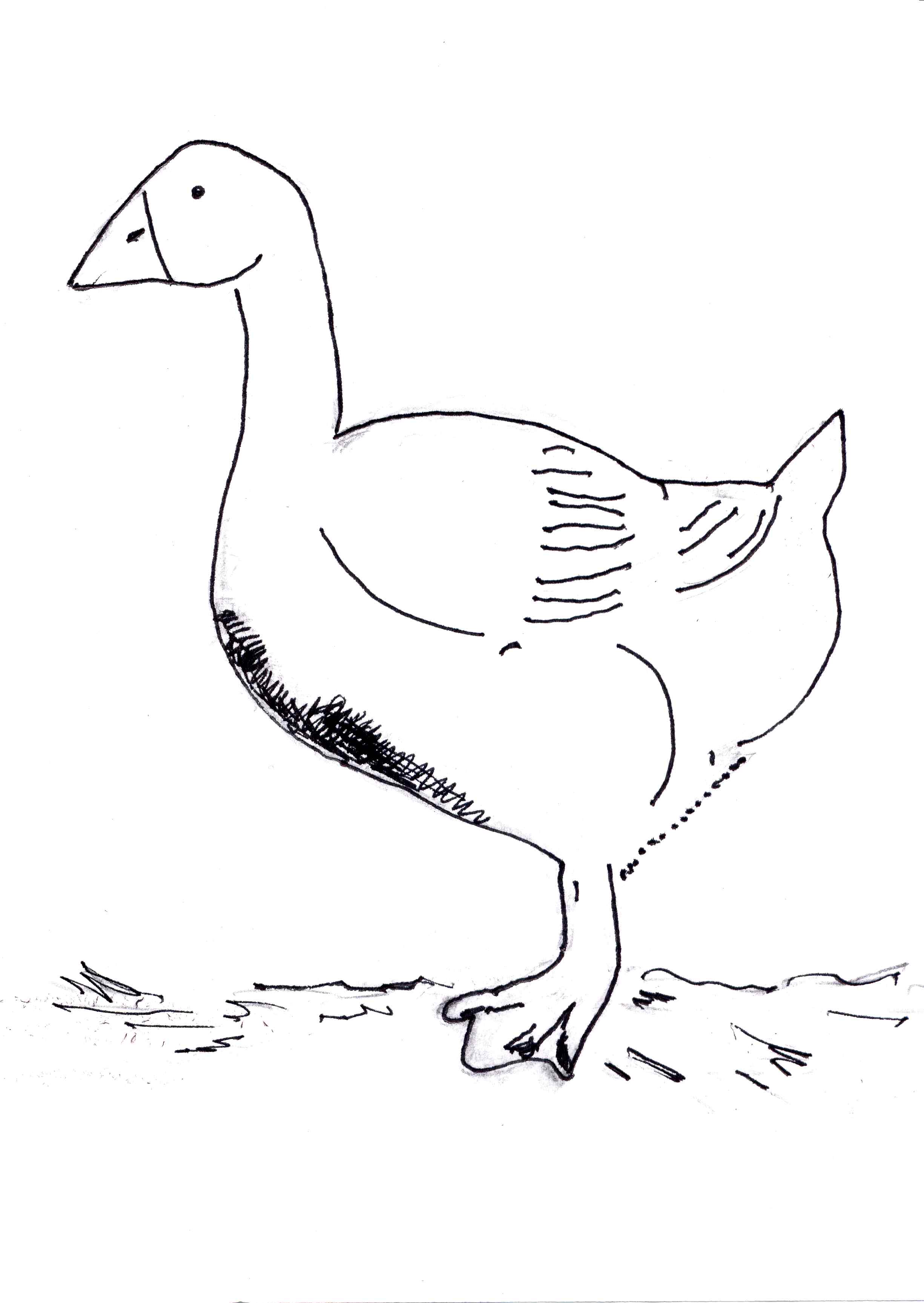 Domestic Goose Coloring Page