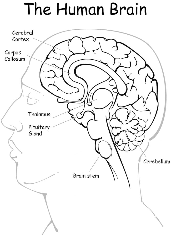 Human Brain - Coloring Cool