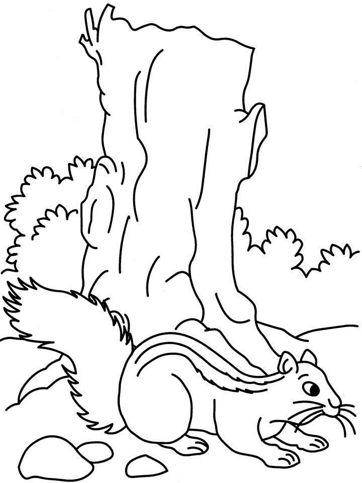 Squirrel coloring page printable