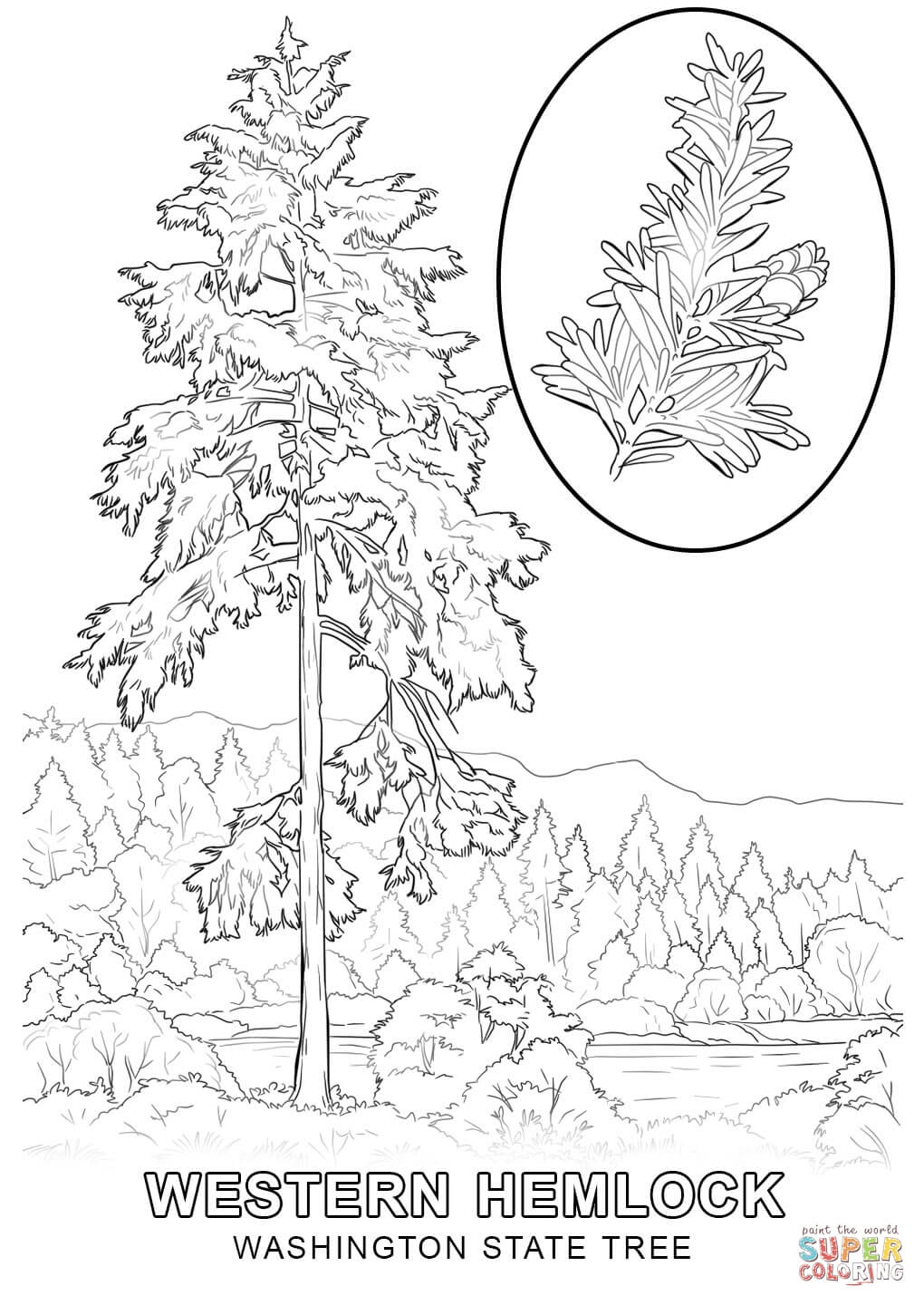 Washington State Tree coloring page | Free Printable Coloring Pages