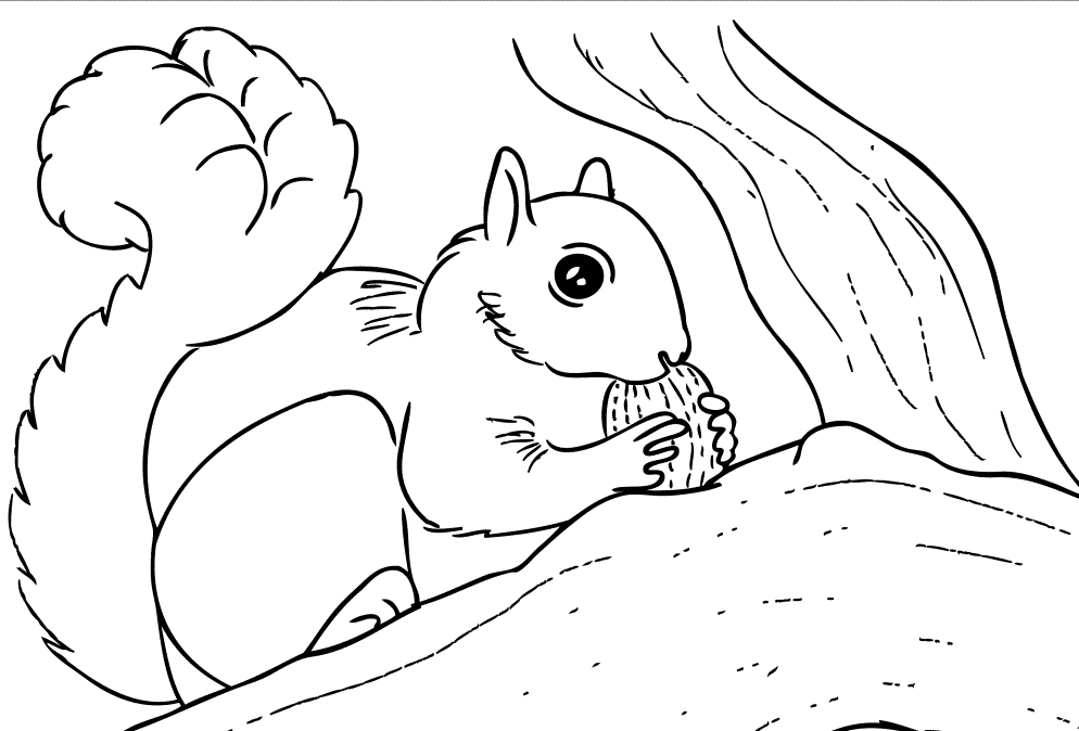 Squirrel Animals : Sweet Squirrel Coloring Pages. Squirrel ...