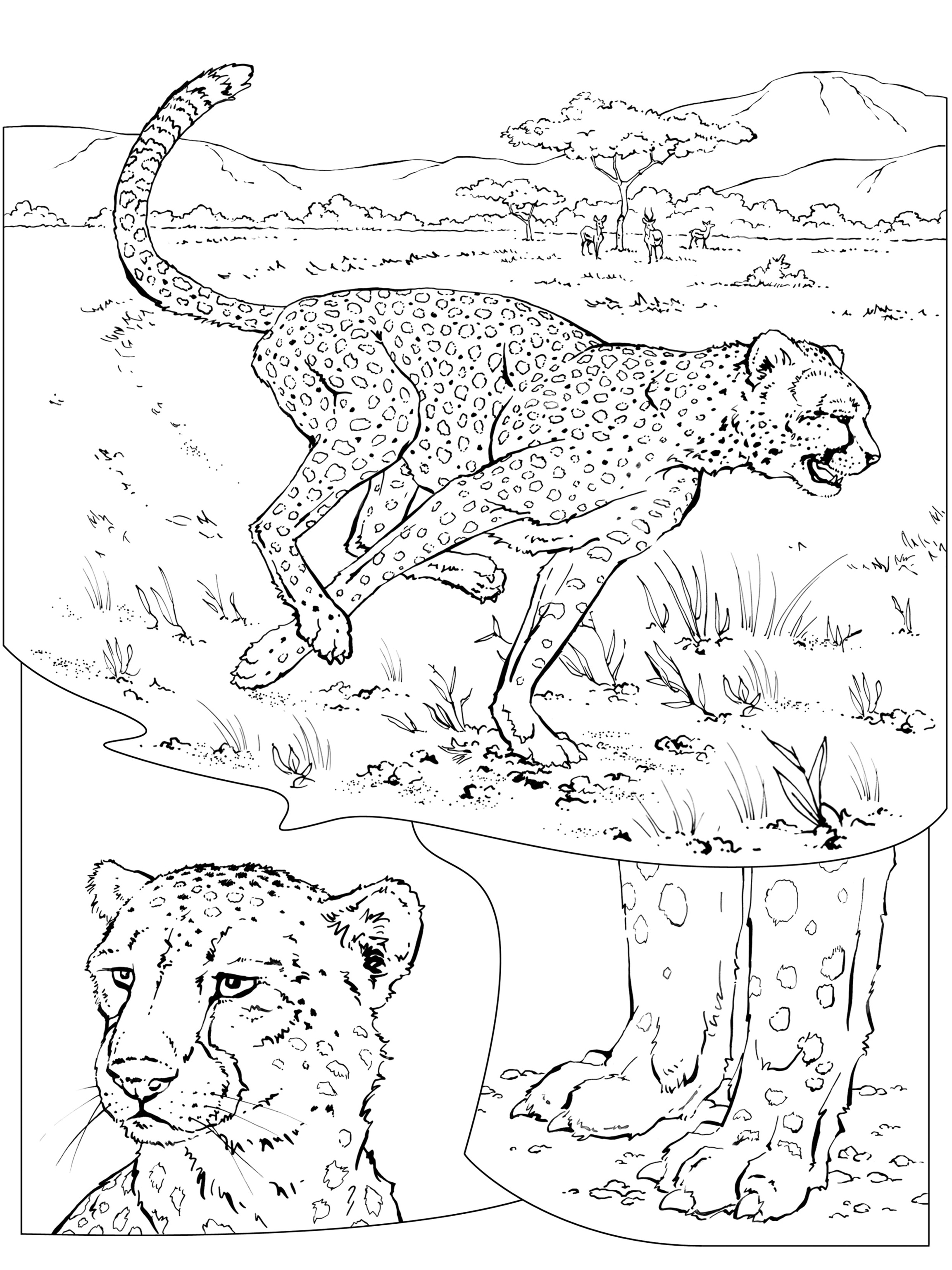 Coloring Book: Animals (A to I)