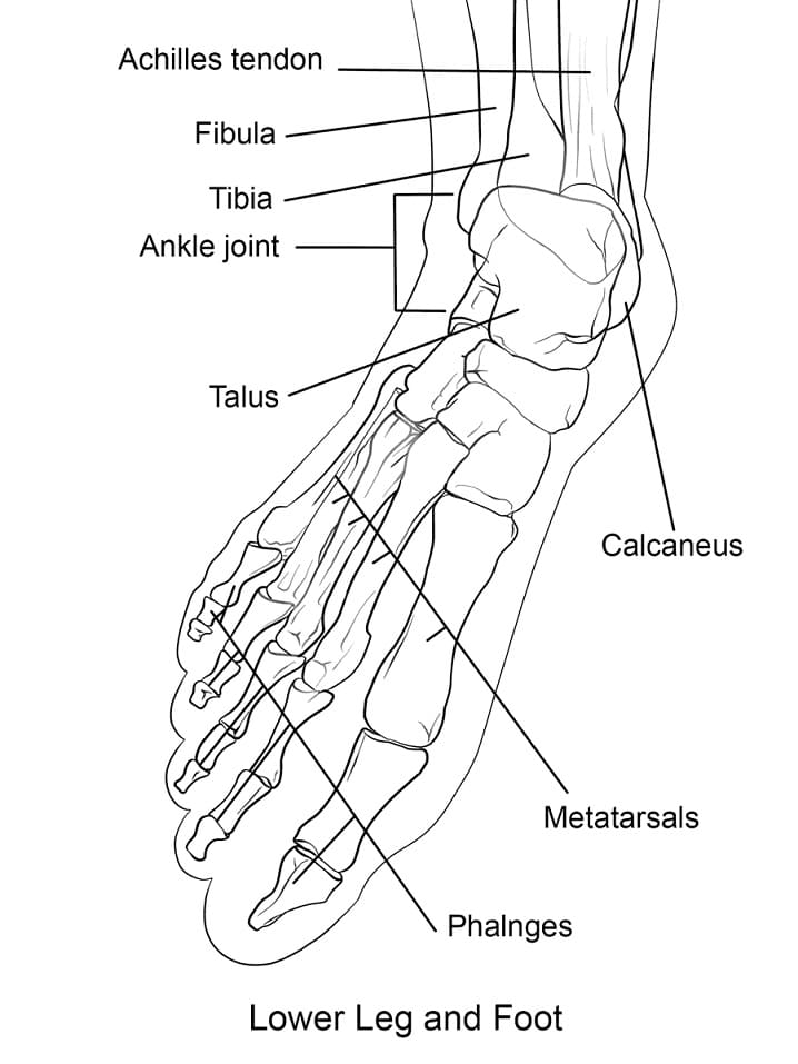 Human Foot Bones Coloring Page - Free Printable Coloring Pages for Kids