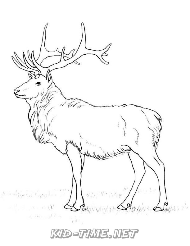 Caribou – Kids Time Fun Places to Visit and Free Coloring Book Pages  Printables