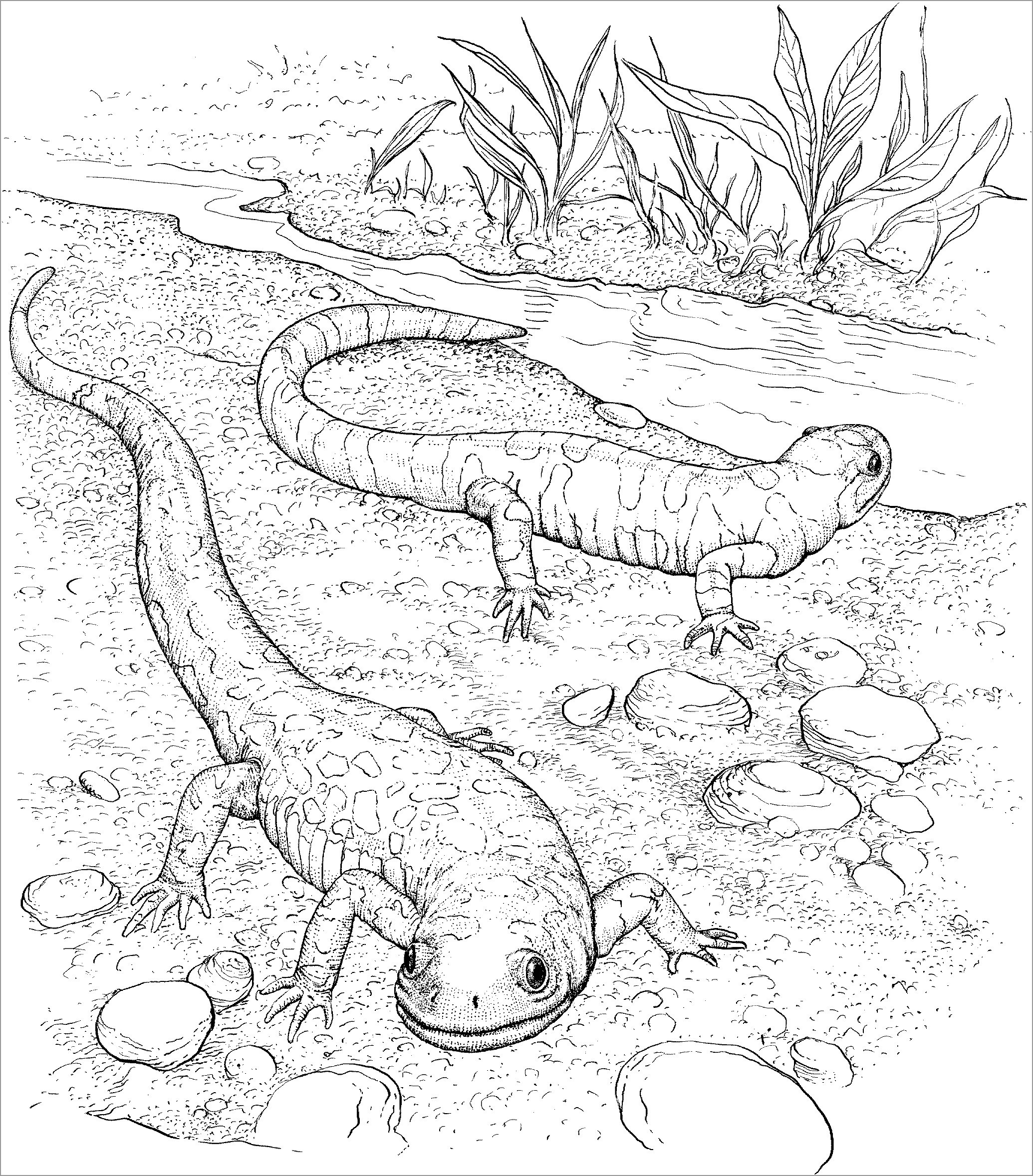 Realistic Lizard Coloring Pages - ColoringBay