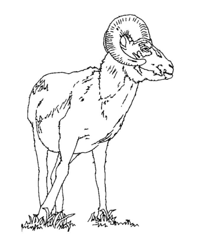 Wild Animal Coloring Pages | Goat Ram Coloring Page and Kids ...