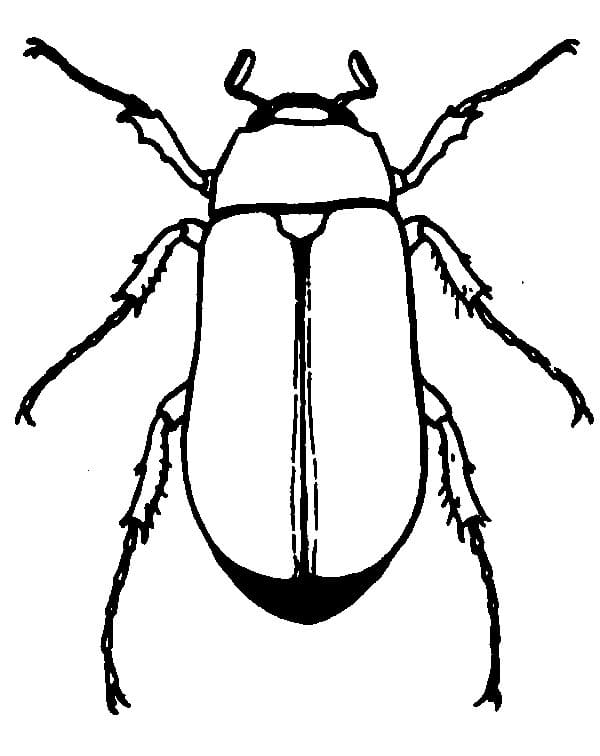 Big Beetle Coloring Page - Free Printable Coloring Pages for Kids