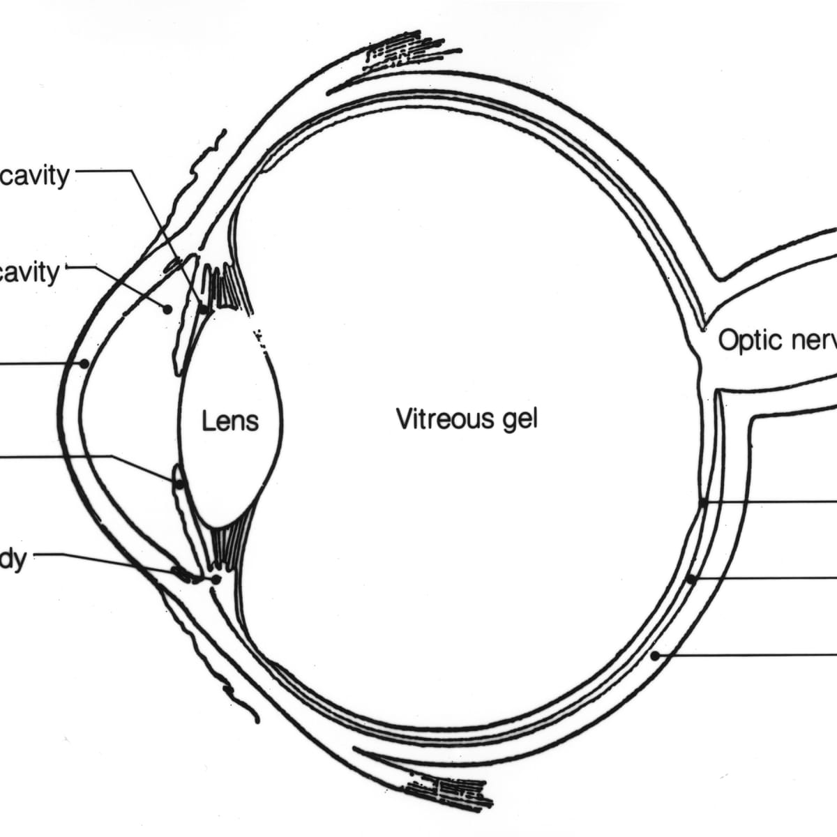 Eye Diagram drawing CBSE || easy way || draw Human eye anatomy - Step by  step for beginners - YouTube