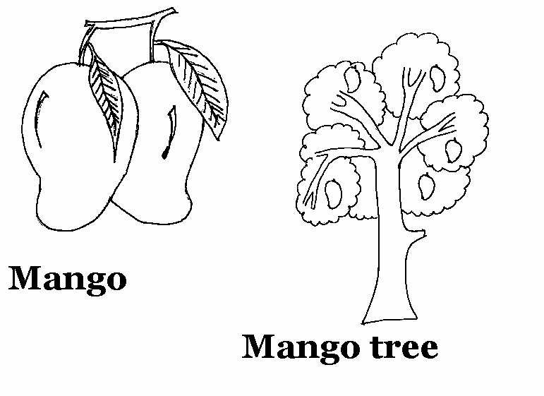 Mango and Mango Tree Coloring Page - Get Coloring Pages